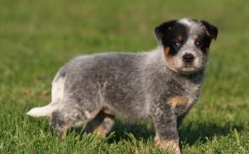 Australian Cattle Dog