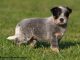 Australian Cattle Dog Australian Cattle Dog