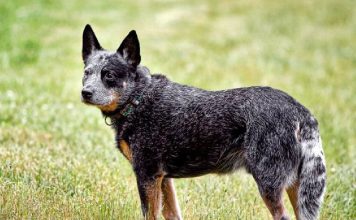 Australian Stumpy Tail Cattle Dog Australian Stumpy Tail Cattle Dog