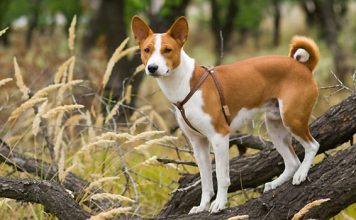 Basenji Basenji
