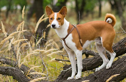 Basenji