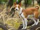 Basenji