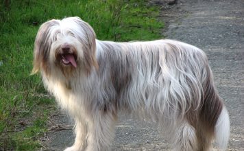 Bearded Collie Bearded Collie