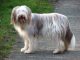 Bearded Collie Bearded Collie