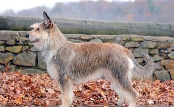 Berger Picard Berger Picard