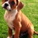 Boxer - Puppies, Rescue, Pictures, Information, Temperament