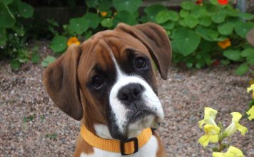 Boxer