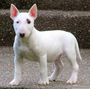 Bull Terrier