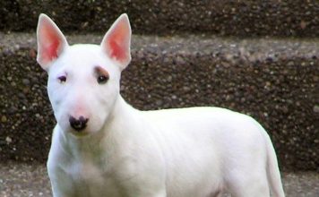 Bull Terrier Bull Terrier