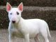 Bull Terrier Bull Terrier