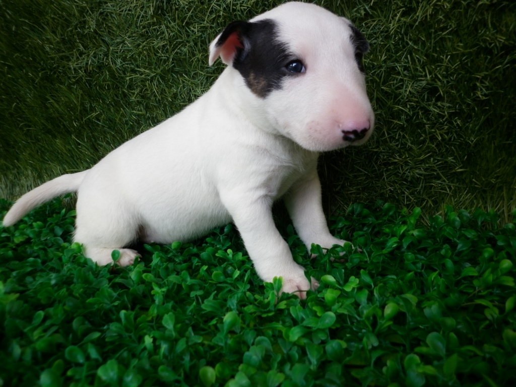 Bull Terrier Puppies, Rescue, Pictures, Information