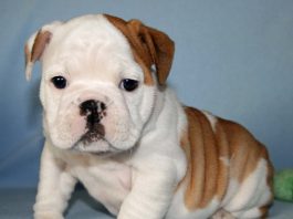 Bulldog