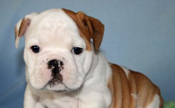 Bulldog