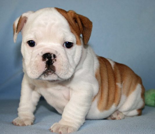 Bulldog