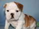 Bulldog