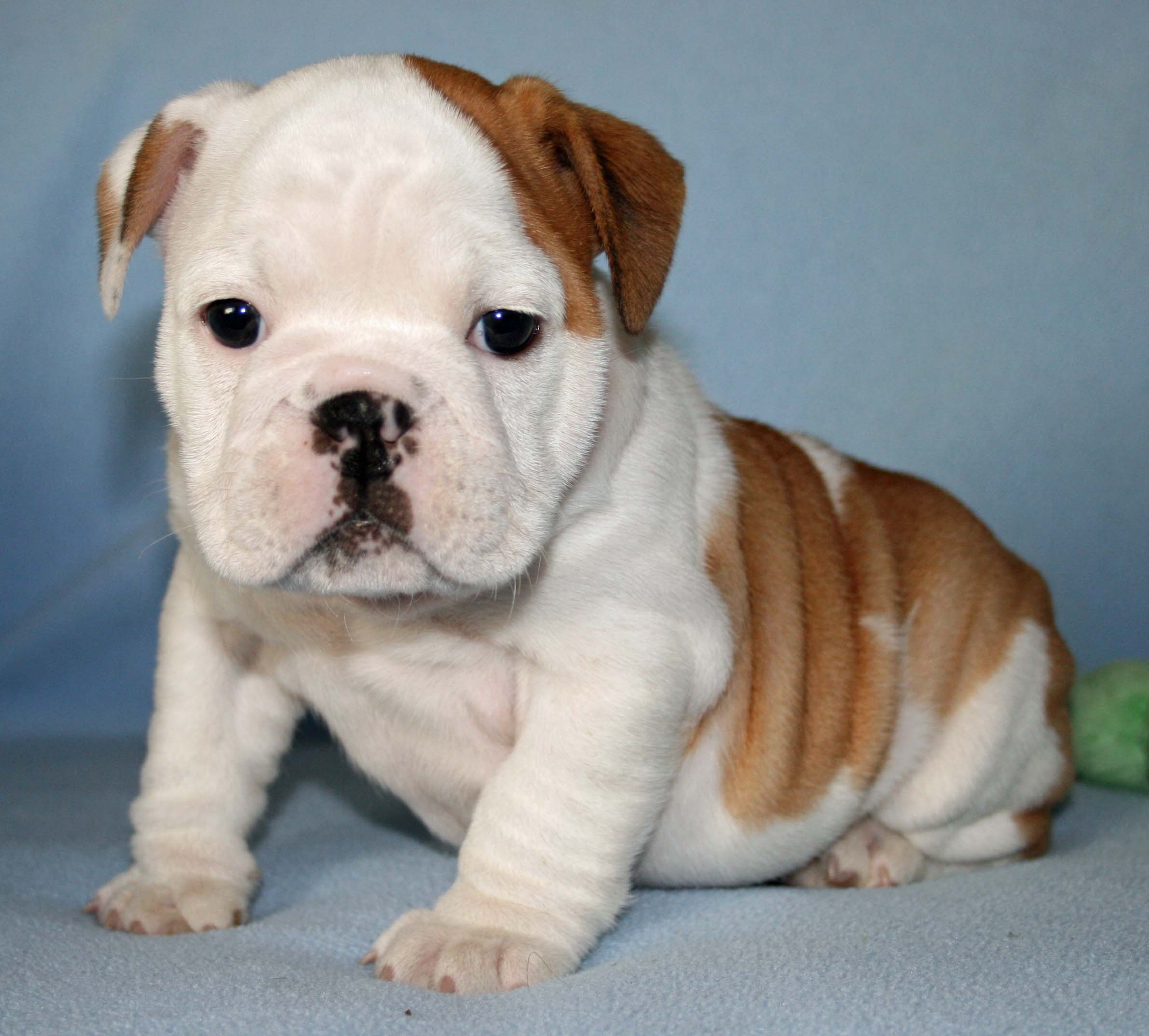 Bulldog Puppies, Rescue, Pictures, Information