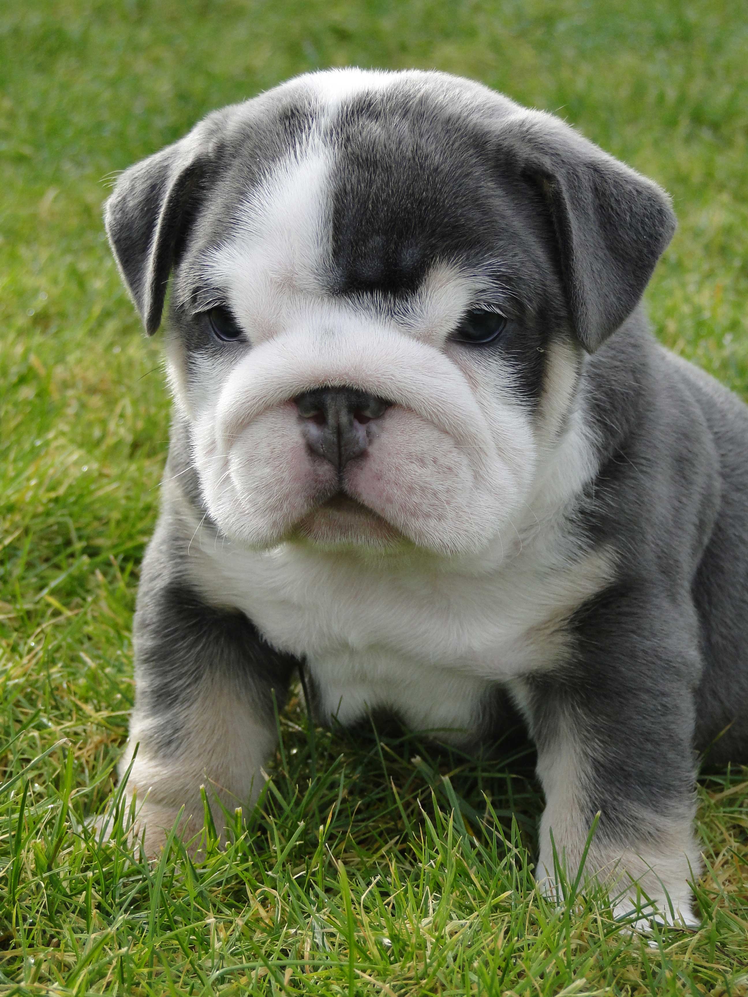 Bulldog - Puppies, Rescue, Pictures, Information, Temperament ...