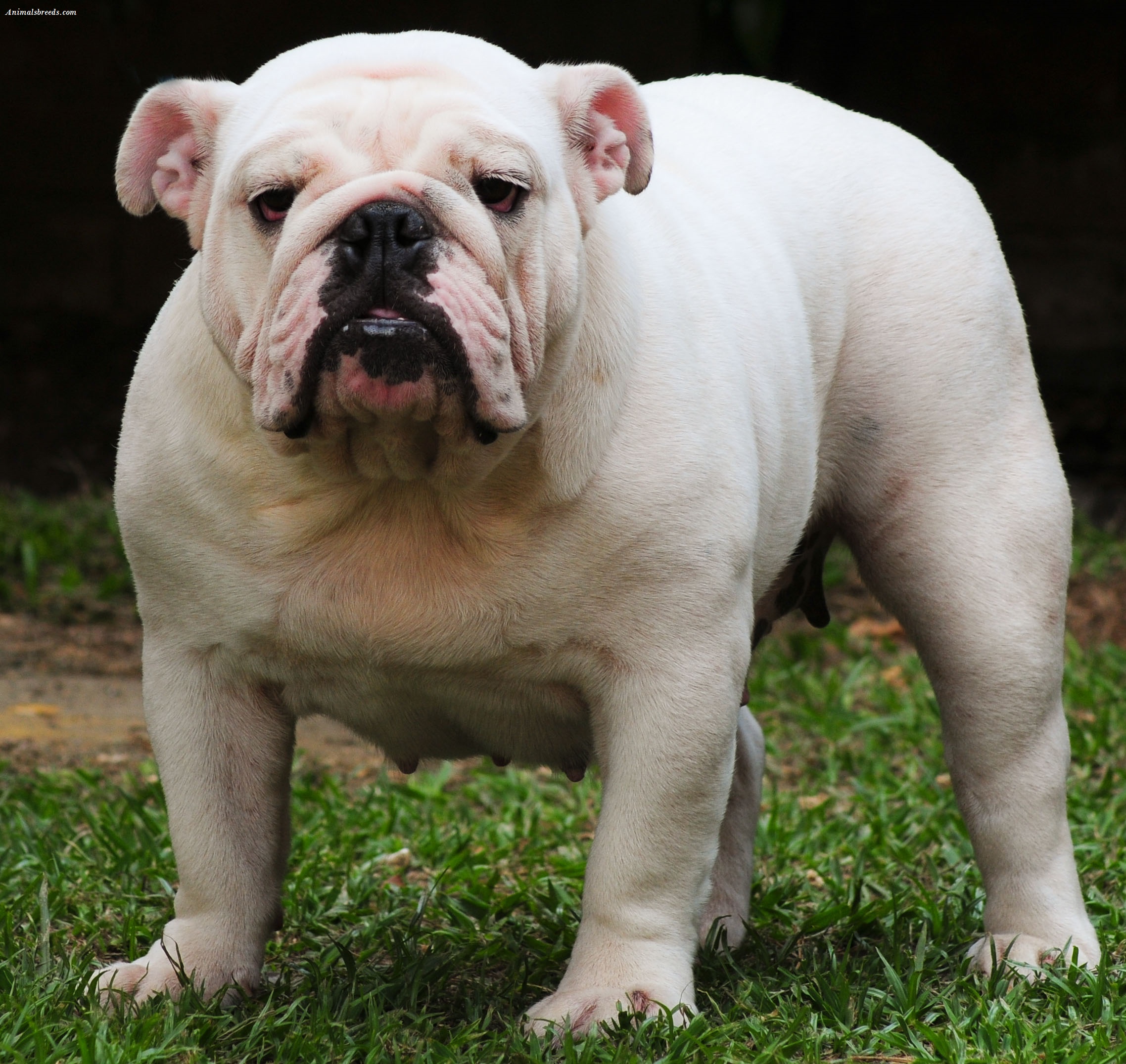 English Bulldog Pictures Free at vanclayblog Blog