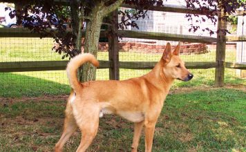 Carolina Dog