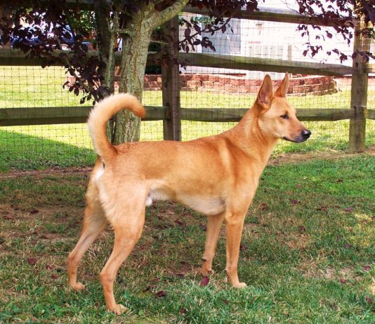 Carolina Dog