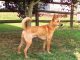 Carolina Dog