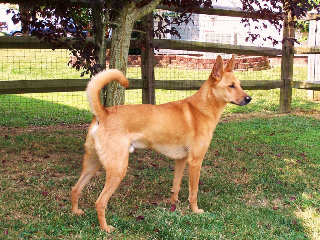 can a alaskan klee kai and a carolina dog be friends