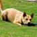 Carolina Dog - Puppies, Rescue, Pictures, Information, Temperament ...