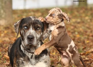Catahoula Leopard Dog