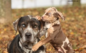 Catahoula Leopard Dog
