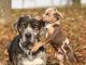 Catahoula Leopard Dog