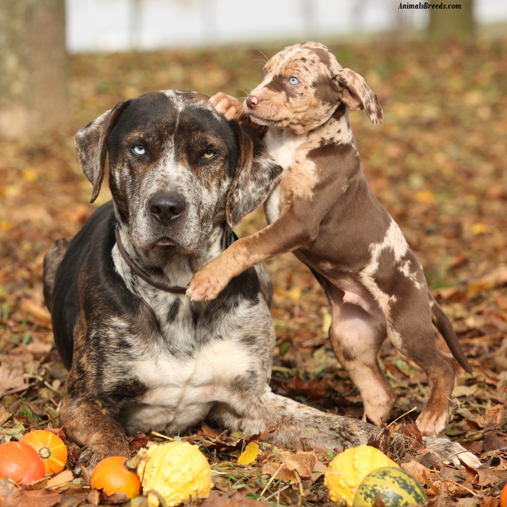 catahoula leopard dog history