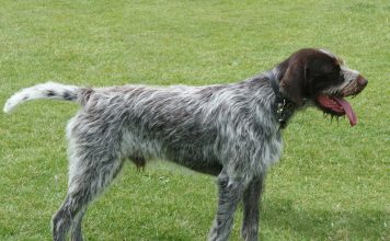 Cesky Fousek Cesky Fousek