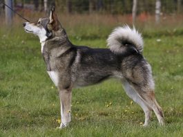 East Siberian Laika