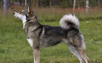 East Siberian Laika East Siberian Laika