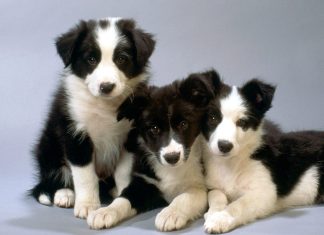 Border Collie