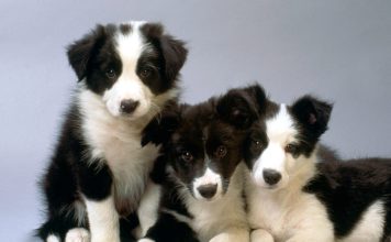 Border Collie