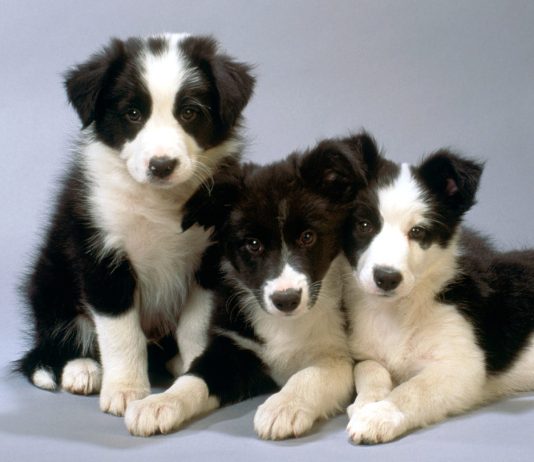 Border Collie