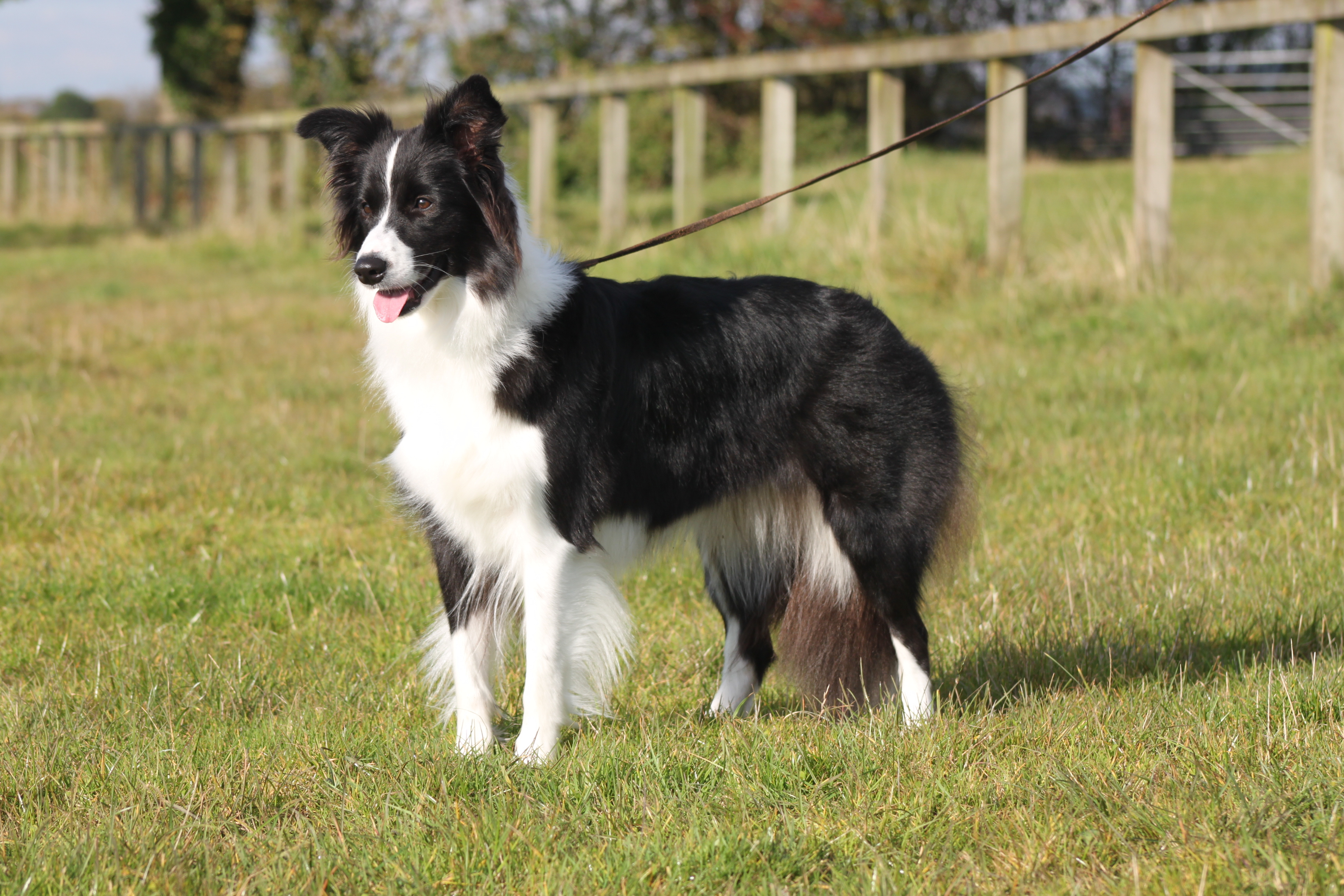 Border Collie - Puppies, Rescue, Pictures, Information, Temperament