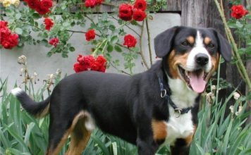 Entlebucher Mountain Dog