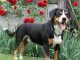 Entlebucher Mountain Dog