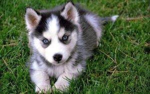 Finnish Lapphund