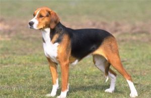 Hamilton Hound