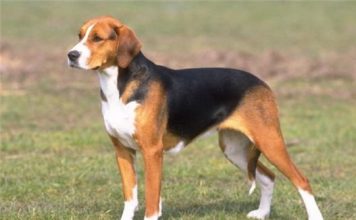 Hamilton Hound Hamilton Hound