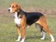 Hamilton Hound