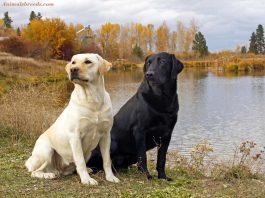 Labrador Retriever