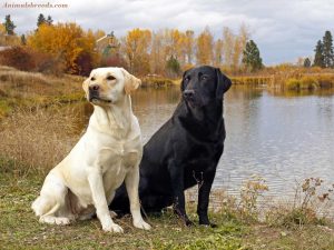 Labrador Retriever