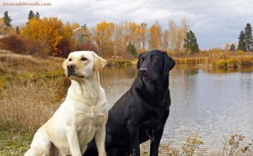 Labrador Retriever