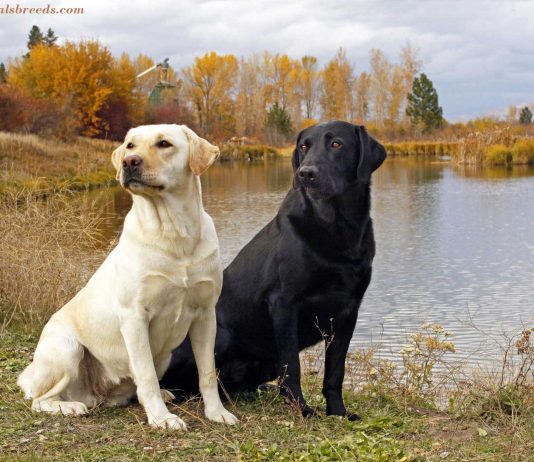 Labrador Retriever