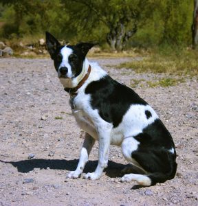 McNab Dog