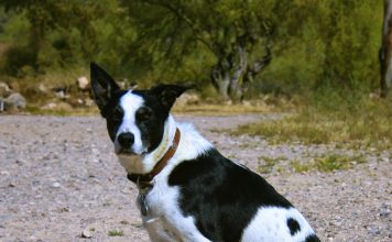 McNab Dog